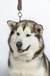 Alaska sled dog