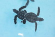 Meeresschildkröten-Babies auf Cayo Largo