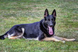 My Dog