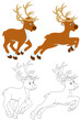 Reindeer