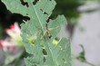 Insecto Exotico
