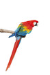 Guacamayo