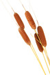 brown reeds, isolated on white