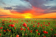 field with poppies