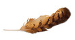 Iwl Feather