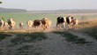 reaching cows,cows,field,