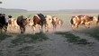 reaching cows,cows,field,