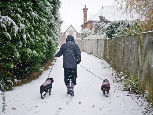 Photo: Walking the dogs in the snow Walking the dogs in the snow