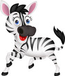 funny zebra