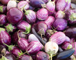 Freshly harvested purple eggplants