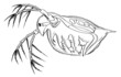 Daphnia