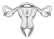 Internal female reproductive organs