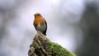 Rotkehlchen, Erithacus rubecula