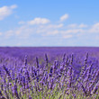 Lavender flower blooming fields horizon. Valensole Provence, Fra