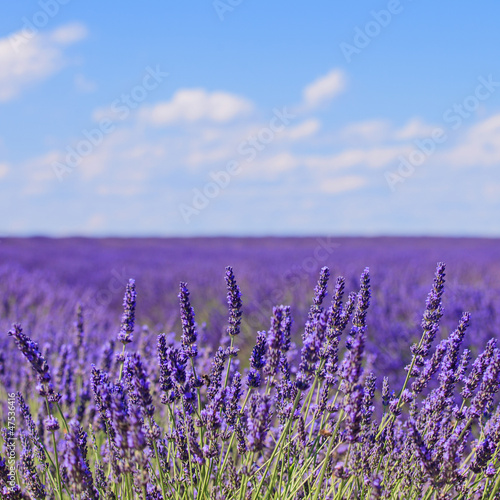 Fototapeta Lavender flower blooming fields horizon. Valensole Provence, Fra