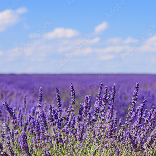  Lavender flower blooming fields horizon. Valensole Provence, Fra