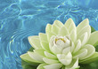 fleur artificielle nénuphar blanc