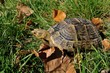 Testudo hermanni