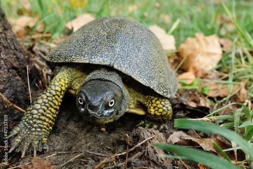 Photo: testugine Emys orbicularis in corsa testugine Emys orbicularis in corsa