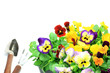 pansy and viola