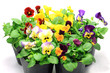 pansy and viola