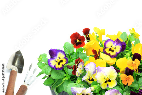Photo: pansy and viola pansy and viola