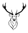 Deer isolated