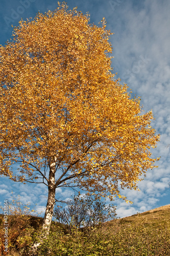 Photo: albero giallo albero giallo