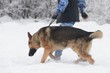 rescue dog