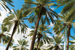 Photo: South Beach Palm Trees South Beach Palm Trees