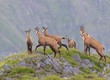 Chamois buff or goat-antelope Rupicapra rupicapra