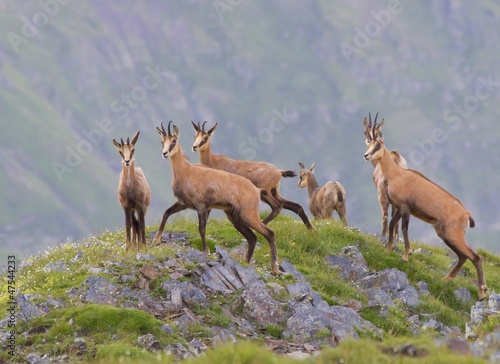 Photo: Chamois buff or goat-antelope Rupicapra rupicapra Chamois buff or goat-antelope Rupicapra rupicapra