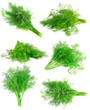 Collage  Bunch of dill on white . Isolated