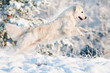 golden retriever dog jumps in the snow