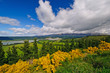Spring Colors on a Mountain Valley