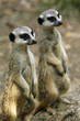 Suricate