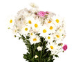 bouquet of daisies isolated on white