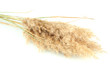 reeds, isolated on white