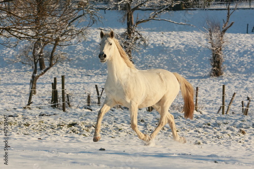 Photo: Schimmel trabt im Schnee Schimmel trabt im Schnee