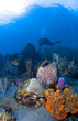 Underwater Photographer in St Lucia