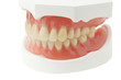 Denture  with clipping path on white background