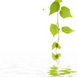 Green ivy with reflection