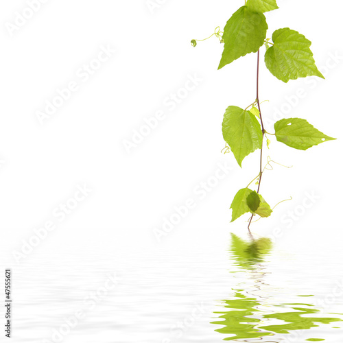 Photo: Green ivy with reflection Green ivy with reflection