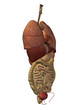 Illustration: High resolution conceptual anatomical human 3D digestive system High resolution conceptual anatomical human 3D digestive system