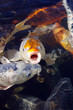 Carpes koi nageant sous la surface de l’eau
