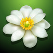 vector flower