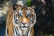 The big Bengal tiger