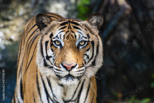 Photo: The big Bengal tiger The big Bengal tiger