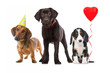 Photo: Hunde Welpen feiern Party Hunde Welpen feiern Party