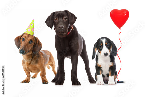 Photo: Hunde Welpen feiern Party Hunde Welpen feiern Party